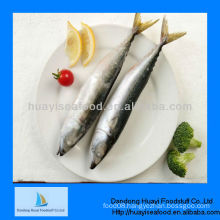 Fresh spanish mackerel